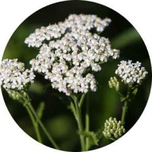 Yarrow Herb