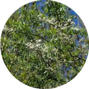 White Willow Bark Extract