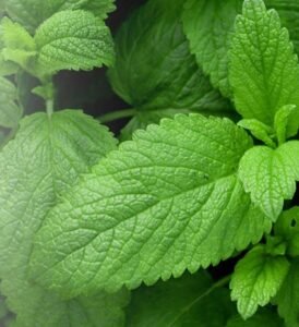 Lemon Balm