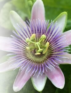 Passion Flower